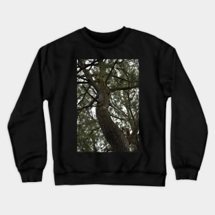 Looking up at a Pine Tree Crewneck Sweatshirt